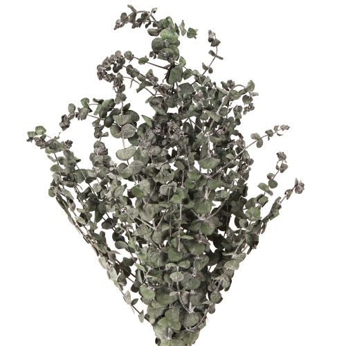 Ramas de Eucalipto Preservadas Hojas Redondas Verdes 150g