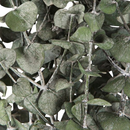 Artículo Ramas de Eucalipto Preservadas Hojas Redondas Verdes 150g