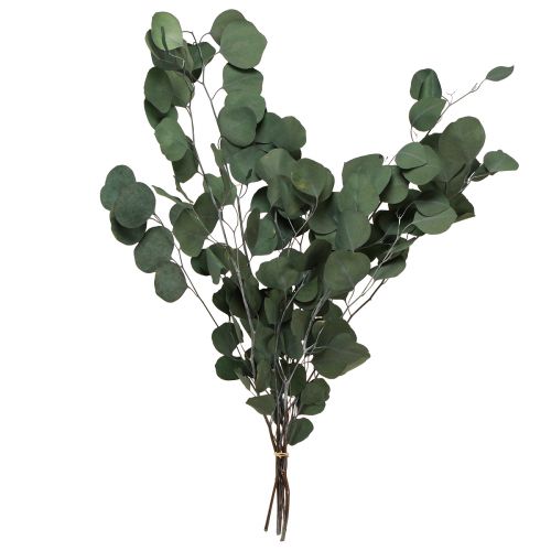 Floristik24 Ramas de eucalipto ramas decorativas verdes conservadas 70-80cm 110g