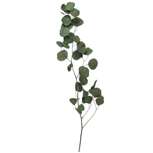 Floristik24 Ramas de eucalipto ramas decorativas verdes conservadas 70-80cm 110g