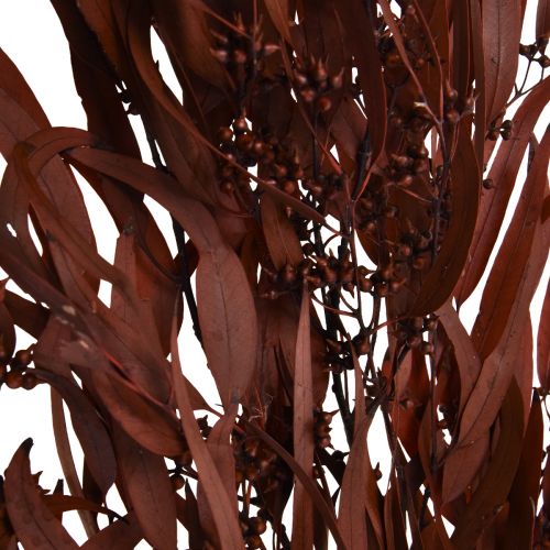 Artículo Eucalipto Ramas de Eucalipto Preservadas Rojo, Marrón 56cm 135g