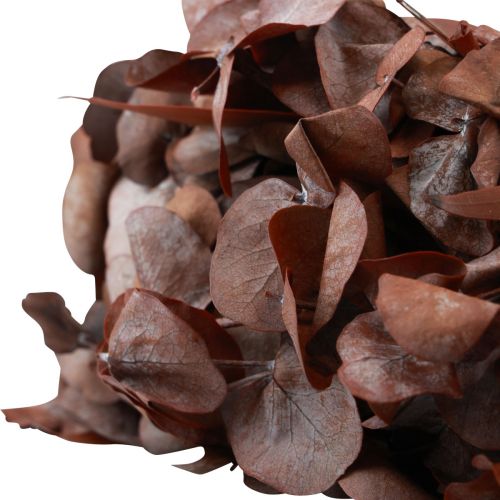 Floristik24 Corona de eucalipto natural corona eucalipto preservado rojo Ø33cm