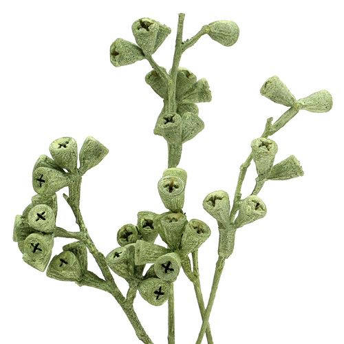 Floristik24 Rama de eucalipto verde esmerilado 25 piezas