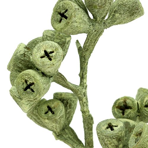 Artículo Rama de eucalipto verde esmerilado 25 piezas