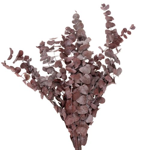 Floristik24 Ramas de eucalipto, eucalipto preservado, flores secas, rojo, 75cm, 150g