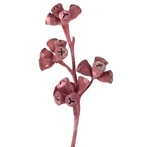Artículo Ramas de eucalipto rojo esmerilado decoración natural exóticas 25 piezas