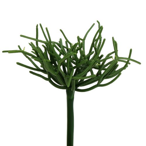 Floristik24 Palillo Euphorbia verde 19cm 4pcs