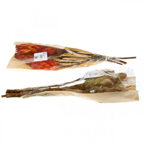 Floristik24 Protea Mix, Flores Secas Respens Natural/Rojo 13 uds