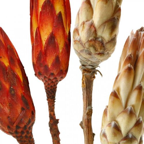 Floristik24 Protea Mix, Flores Secas Respens Natural/Rojo 13 uds
