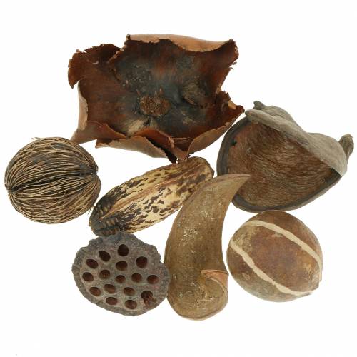 Floristik24 Surtido exótico naturaleza en la red 200g