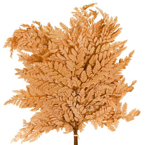 Artículo Decoración de helechos Hojas de helecho reales preservadas de color naranja 45 cm 10 piezas