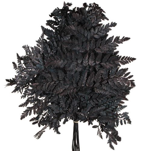 Artículo Decoración de helechos Hojas de helecho reales preservadas en negro 45 cm 10 piezas
