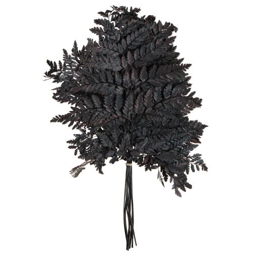 Artículo Decoración de helechos Hojas de helecho reales preservadas en negro 45 cm 10 piezas