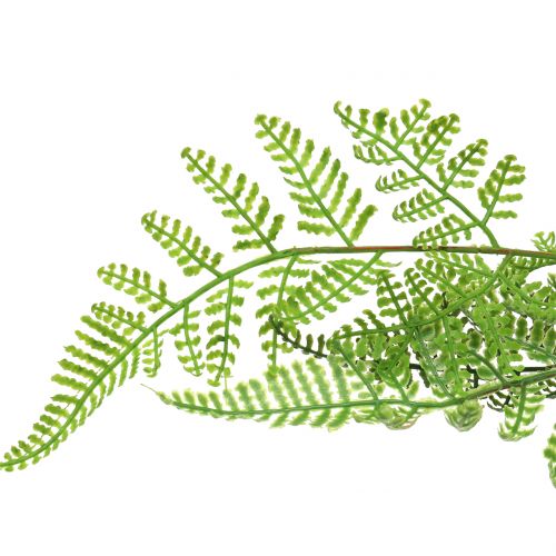 Floristik24 Helecho arborescente en maceta verde 60cm