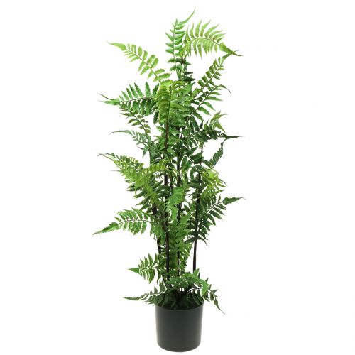 Floristik24 Helecho arbol en maceta verde 80cm