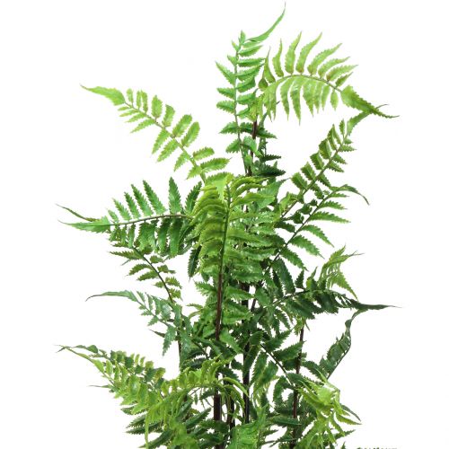 Floristik24 Helecho arbol en maceta verde 80cm