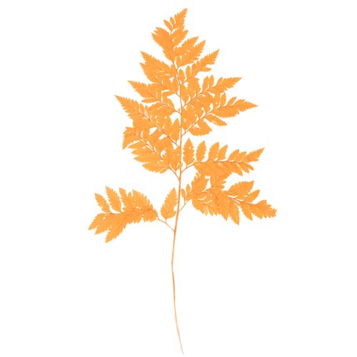 Frondas de helecho secas y preservadas para floristería y decoración otoñal, 42 cm, 10 unidades. comprar | Floristik24.es
