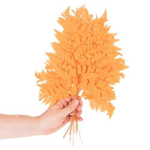 Frondas de helecho secas y preservadas para floristería y decoración otoñal, 42 cm, 10 unidades. | Floristik24.es