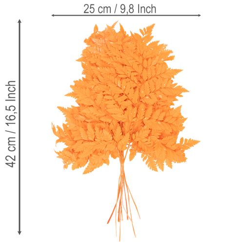 Frondas de helecho secas y preservadas para floristería y decoración otoñal, 42 cm, 10 unidades. | Floristik24.es