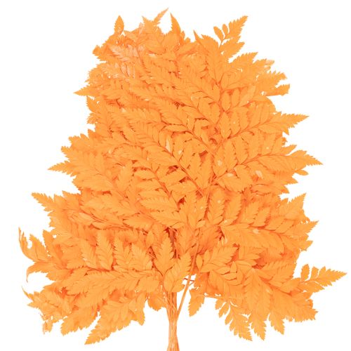 Frondas de helecho secas y preservadas para floristería y decoración otoñal, 42 cm, 10 unidades. | Floristik24.es