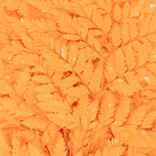 Frondas de helecho secas y preservadas para floristería y decoración otoñal, 42 cm, 10 unidades. | Floristik24.es