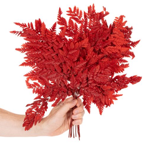 Frondas de helecho preservadas y teñidas, helecho auténtico para arreglos otoñales, 42 cm, 10 unidades | Floristik24.es