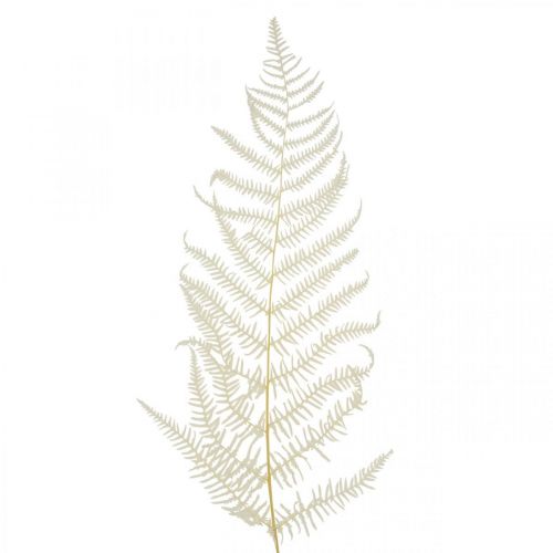 Helecho Hojas Helecho Blanco Secado Blanqueado 50cm 10p