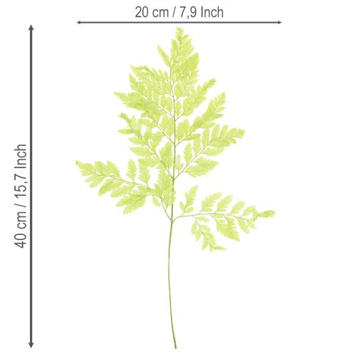 Artículo Helechos: Material natural preservado de alta calidad para proyectos de decoración duraderos, 40 cm, 10 piezas