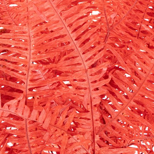 Helechos, flores secas preservadas, decoración otoñal, 60 cm, 10 unidades | Floristik24.es