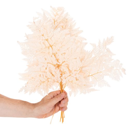 Decoración de helechos secos para jarrón de 42 cm, 10 unidades. | Floristik24.es