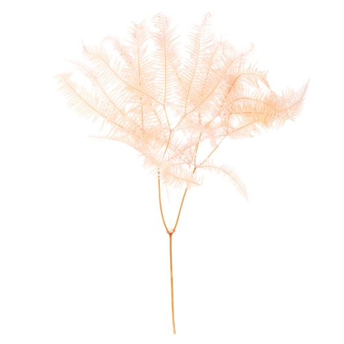 Hojas de helecho secas, decoración de helechos para jarrones, 60 cm, 10 unidades comprar | Floristik24.es