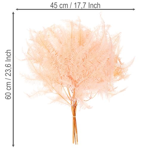 Hojas de helecho secas, decoración de helechos para jarrones, 60 cm, 10 unidades | Floristik24.es