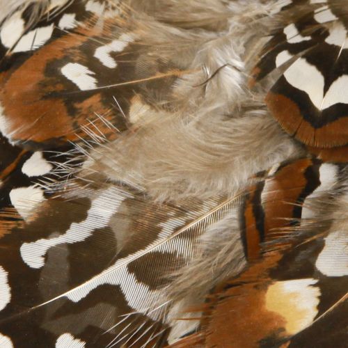 Artículo Plumas de faisán para manualidades, marrón moteado, 4-9 cm, 60 piezas