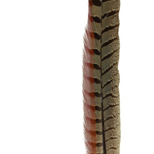 Floristik24 Plumas de Faisán Decoración Plumas Reales Natural 40cm 9 piezas