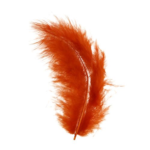 Floristik24 Primavera corta naranja oscuro 30g