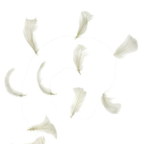 Floristik24 Pluma sobre alambre crema 10m