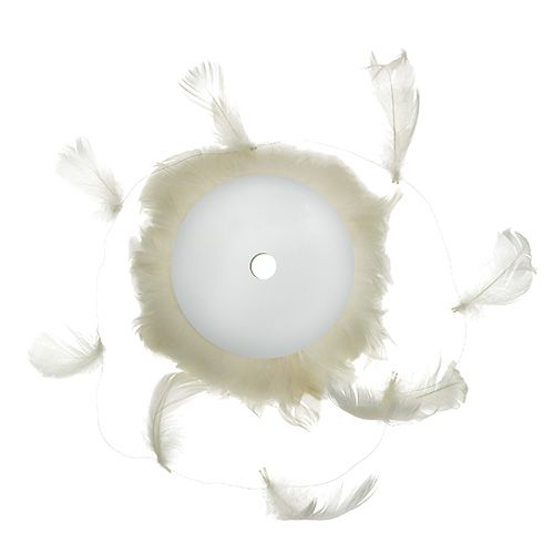 Floristik24 Pluma sobre alambre crema 10m