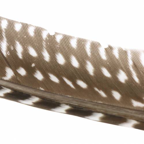 Floristik24 Plumas naturales 18-24cm 10g