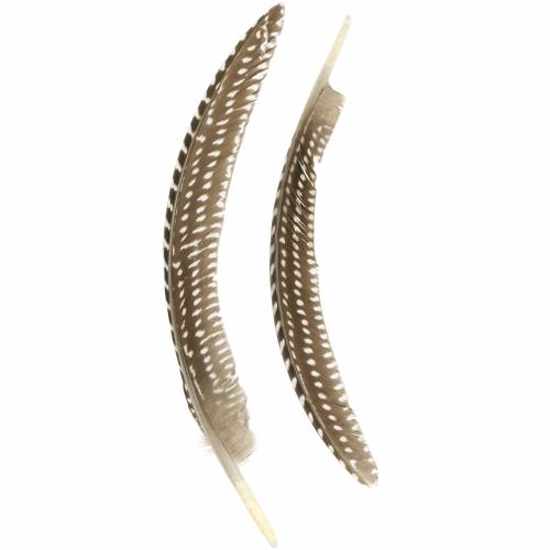 Floristik24 Plumas naturales 18-24cm 10g