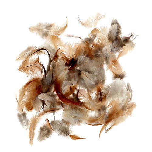 Floristik24 Especie de pluma. 5-15 cm naturaleza 228 piezas