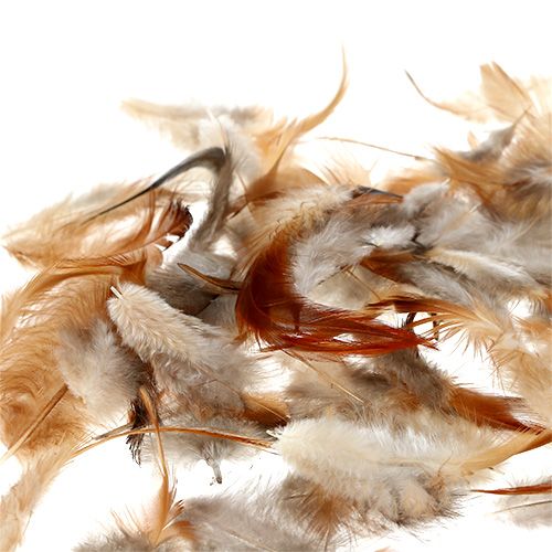 Floristik24 Especie de pluma. 5-15 cm naturaleza 228 piezas