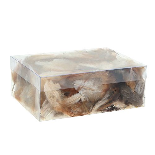 Floristik24 Especie de pluma. 5-15 cm naturaleza 228 piezas