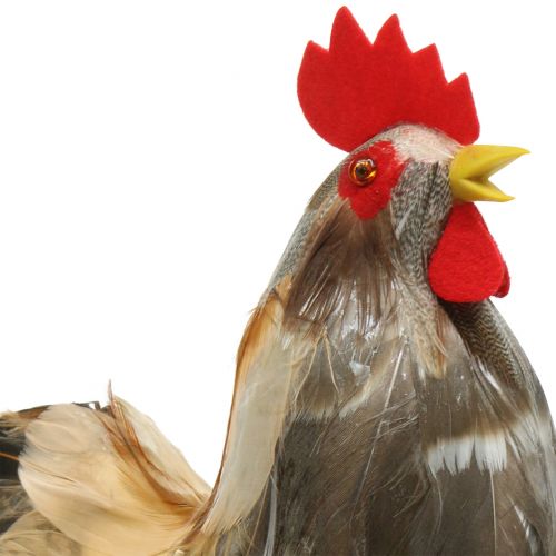 Floristik24 Decoración de Pascua de gallos y gallinas con plumas naturales H26cm juego de 2