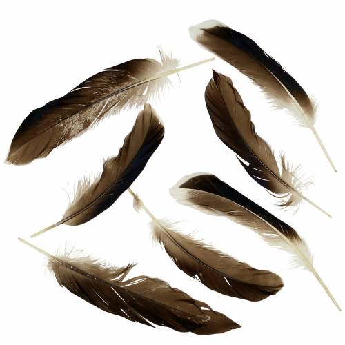 Floristik24 Plumas naturales 150pcs