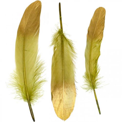 Floristik24 Plumas para manualidades Plumas decorativas Verde-dorado L16-20cm 24pcs