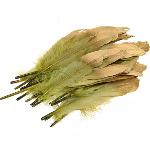 Floristik24 Plumas para manualidades, plumas decorativas, verde dorado, L16–20cm, 24 piezas