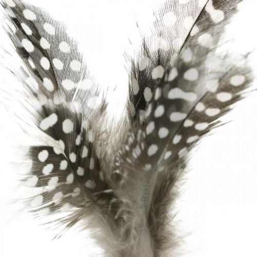 Artículo Plumas decorativas punteadas en el palo Plumas reales de gallina de Guinea 4-8cm 24 piezas