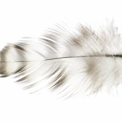 Artículo Plumas naturales 5,5 - 10cm 10g