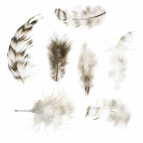 Floristik24 Plumas naturales 5,5 - 10cm 10g