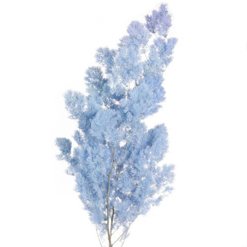 Artículo Espárragos Pluma Espárragos Secos Decoración Azul Claro 55-70cm 100g